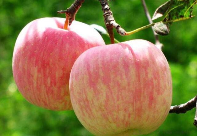 ɱ����֢ϸ������Щʳ�� רɱ��ϸ��������ˮ��ʳ��