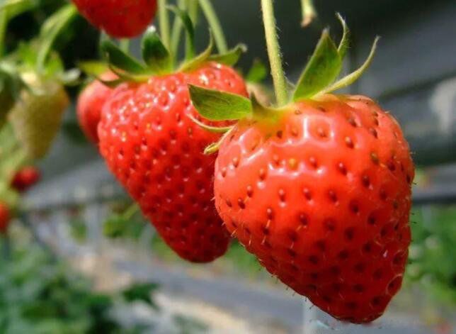 ɱ����֢ϸ������Щʳ�� רɱ��ϸ��������ˮ��ʳ��