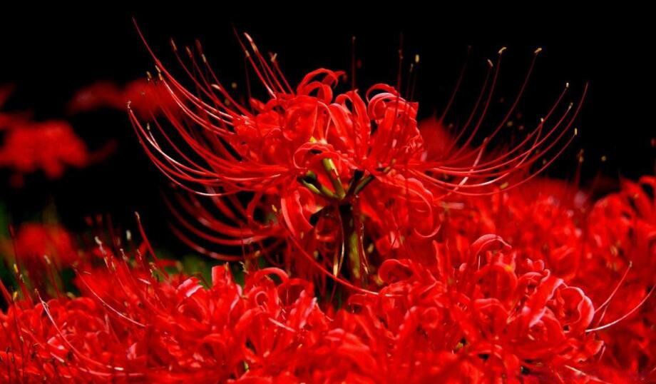 �й��Ļ����ļ��� ʮ���������й��Ļ�