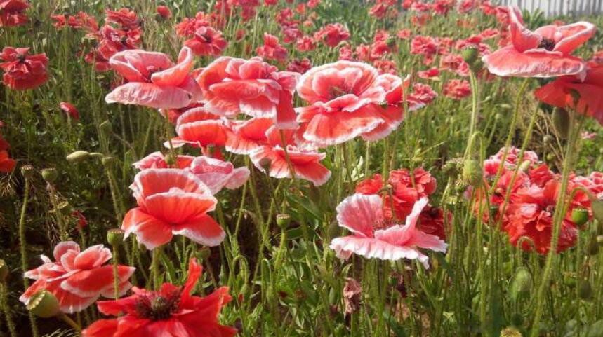 �й��Ļ����ļ��� ʮ���������й��Ļ�