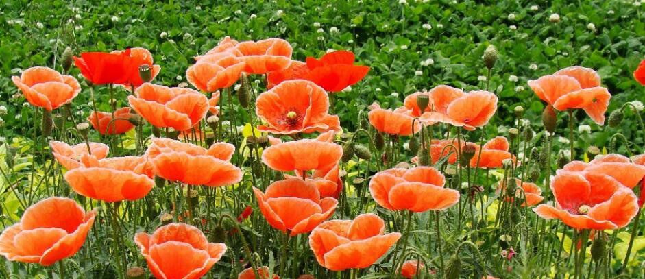 �й��Ļ����ļ��� ʮ���������й��Ļ�