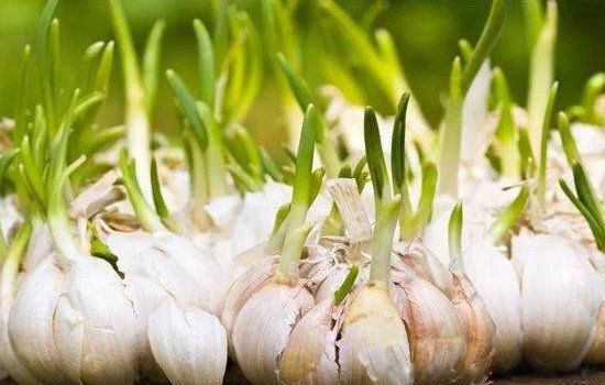 发芽的大蒜头能吃吗 经常吃大蒜的功效与作用