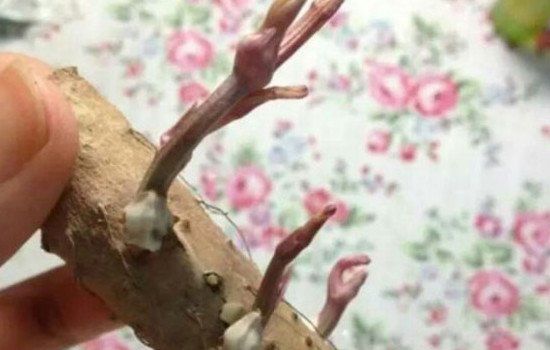 发芽的大蒜头能吃吗 经常吃大蒜的功效与作用