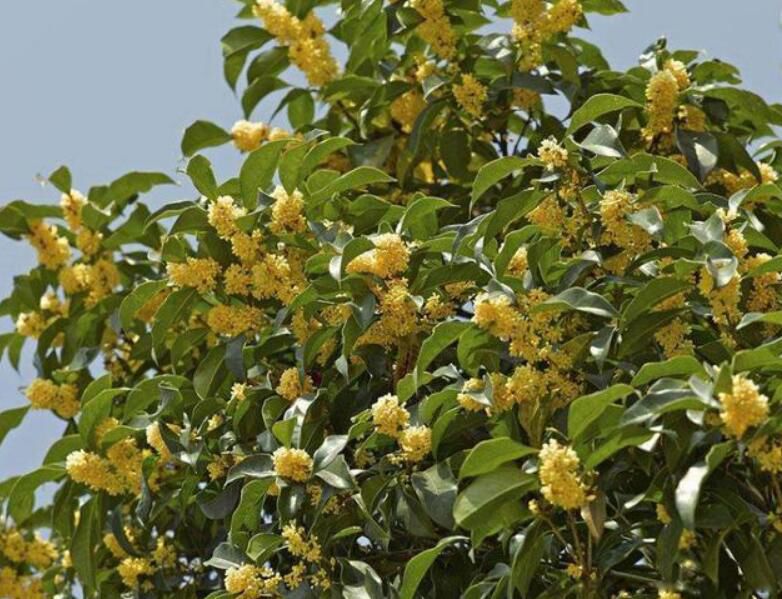 �Ĵ���լ֮��������� ������һ��õ���լ������