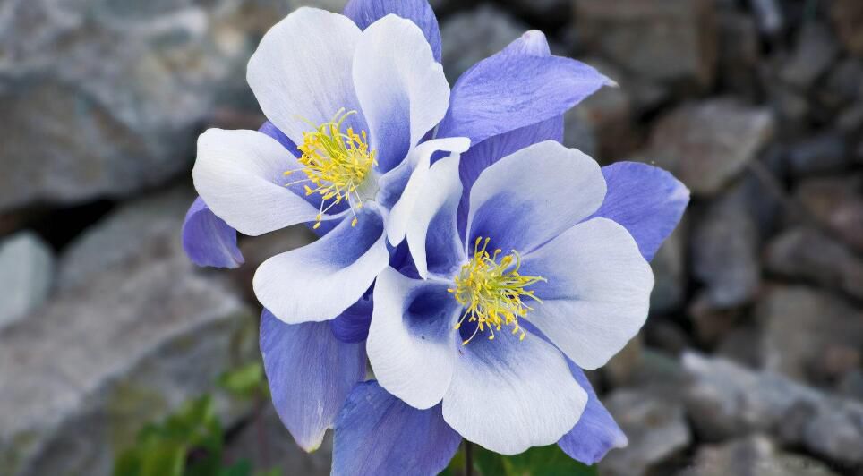 �Ĵ���լ֮��������� ������һ��õ���լ������