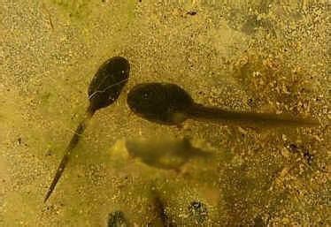 �������ܳ�ʲô����ͼƬ ��򽲻������ΪʲôԽ��ԽС