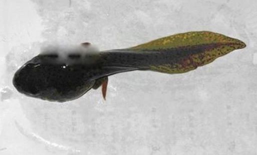 �������ܳ�ʲô����ͼƬ ��򽲻������ΪʲôԽ��ԽС