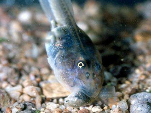 �������ܳ�ʲô����ͼƬ ��򽲻������ΪʲôԽ��ԽС