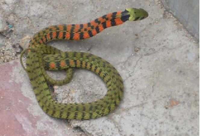 ���ϲ������ԭ����ʲô�� ��ǰ��Ĵ�����