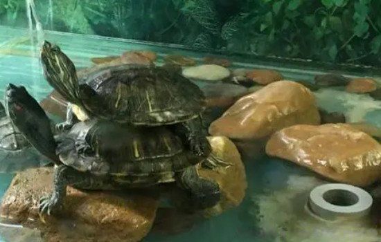 �ڹ�Ϊɶ������˫�� Ϊʲô���ڹ���������˫