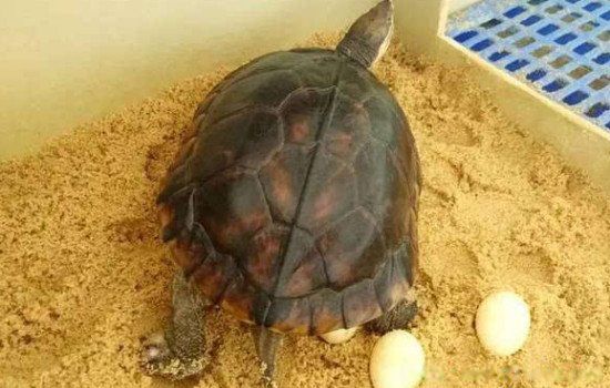 �ڹ�Ϊɶ������˫�� Ϊʲô���ڹ���������˫