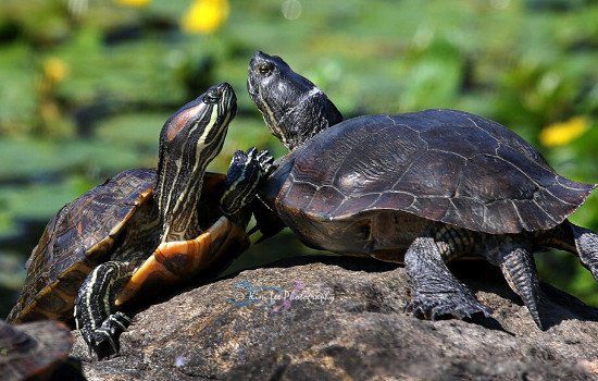 �ڹ�Ϊɶ������˫�� Ϊʲô���ڹ���������˫