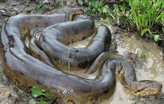 世界上最大的蛇叫什么名字,生活在哪里 最长的森蚺有多长