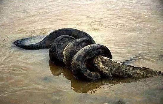 世界上最大的蛇叫什么名字,生活在哪里 最长的森蚺有多长