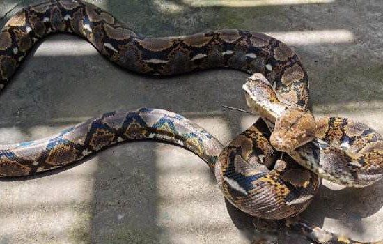 世界上最大的蛇叫什么名字,生活在哪里 最长的森蚺有多长