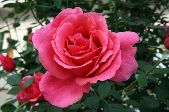 ʮ����������Щ�� �й��������а�ǰʮ��