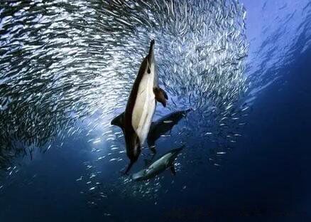 鲨鱼为什么不吃海豚的真实原因 为什么怕海豚的叫声