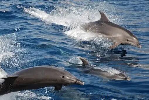 鲨鱼为什么不吃海豚的真实原因 为什么怕海豚的叫声