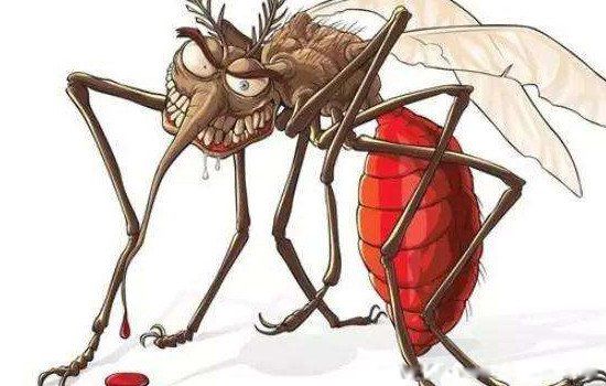 蚊子一共有多少颗牙齿 有22颗牙齿什么意思