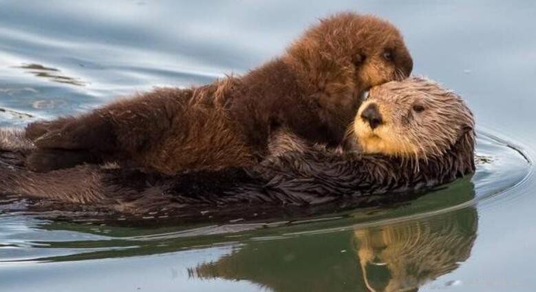 ˮ������ʲô���� ����ˮ������Ƭˮ��������