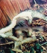 网纹蟒最长多少米 网纹蟒vs森蚺谁大