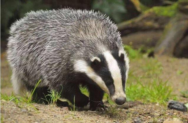 ⪵�����ʲô���� ������³Ѹ�Լ��������