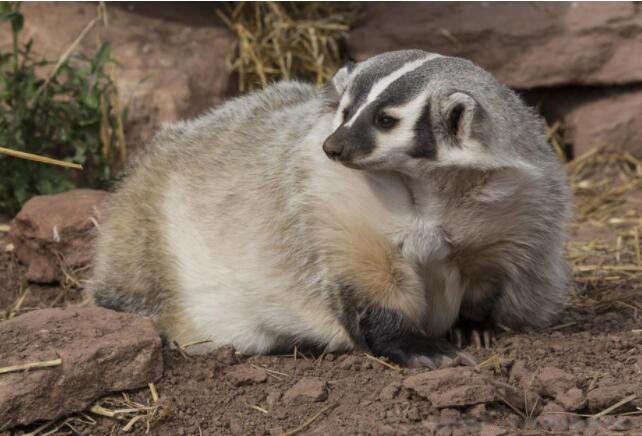 ⪵�����ʲô���� ������³Ѹ�Լ��������