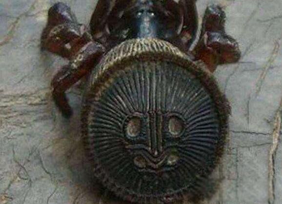 ��Ǯ����������Щ�ص� ϡ�еĽ�Ǯ�����볤ʲô��