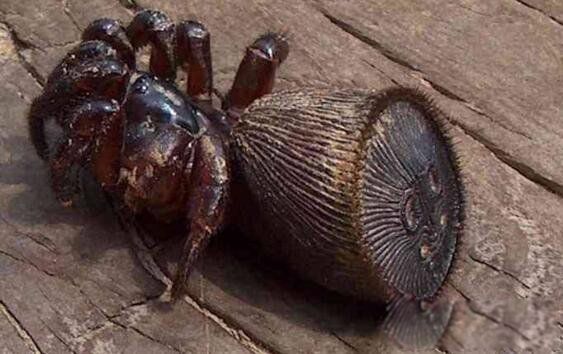 ��Ǯ����������Щ�ص� ϡ�еĽ�Ǯ�����볤ʲô��