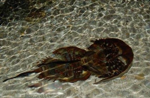 �л����ǹ��Ҽ����������� ���Ĺ�Ч��������ʲô