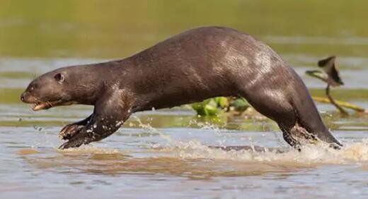 ʳ����������ʲô �Ĵ���о��о�̡