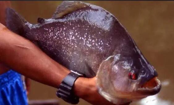 ʳ����������ʲô �Ĵ���о��о�̡