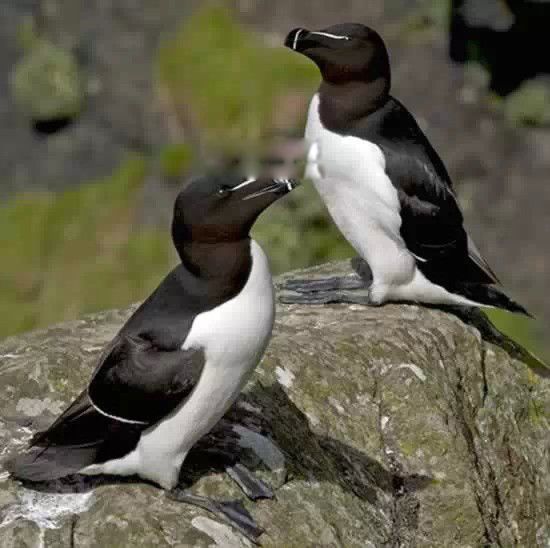 大海雀灭绝的主要原因是什么 北极大海雀长什么样子图片