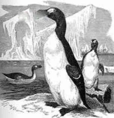 大海雀灭绝的主要原因是什么 北极大海雀长什么样子图片