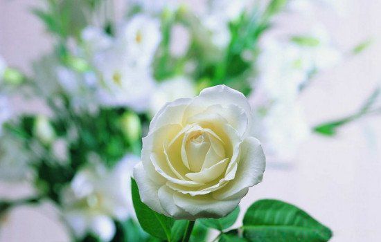 白玫瑰一般送什么人 白玫瑰花语象征与寓意