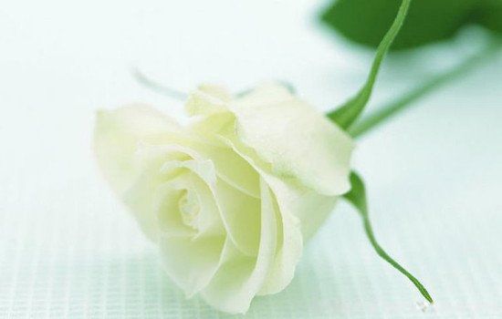 白玫瑰一般送什么人 白玫瑰花语象征与寓意