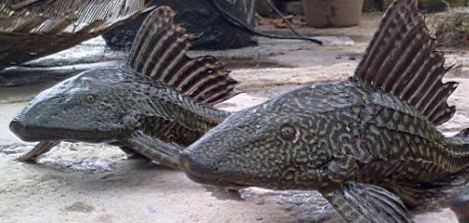 ���������Գ��� ��ʲôΣ�������ܲ��ܳ�