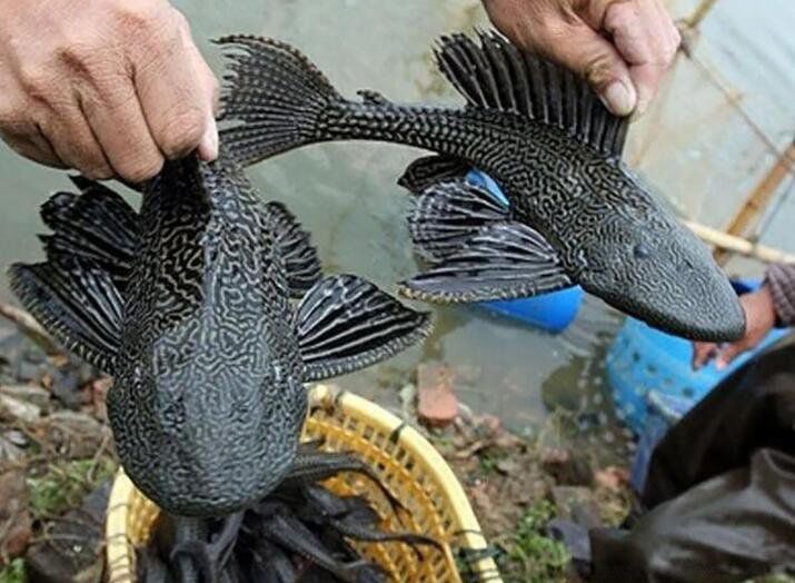 ���������Գ��� ��ʲôΣ�������ܲ��ܳ�