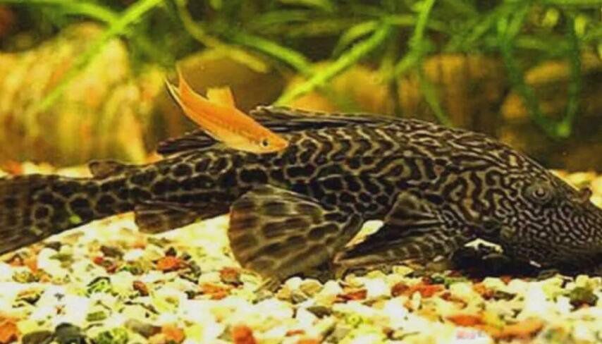 ���������Գ��� ��ʲôΣ�������ܲ��ܳ�