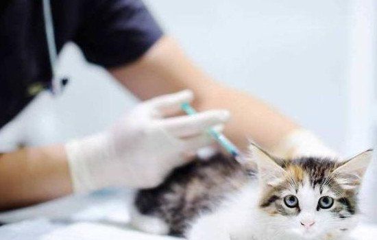 ��èץ��һ����΢��ƤҪ������ ����èץ�˲������ԭ��