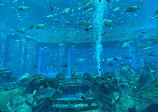 ��������˹��Ĵ����� ��������ʧ��ĵ۹���������