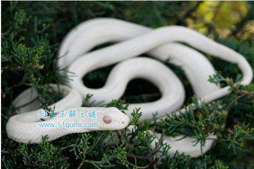 �����ô������ʲô��˼ �����Ĵ�����