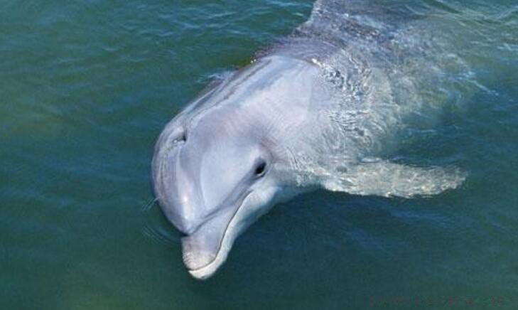 白鳍豚是中国黄河还是长江特有的国宝 白鳍豚灭绝了吗