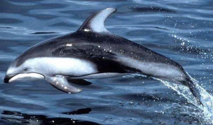 ���������й��ƺӻ��ǳ������еĹ��� �������������