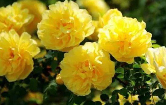 ��õ�廨���׼ȷ��˼ �����������������Щ