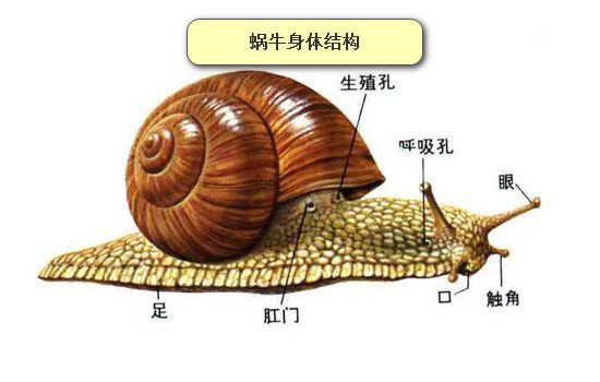 蜗牛牙齿是世界上最多的吗 显微镜放大图片蜗牛有多少颗牙齿