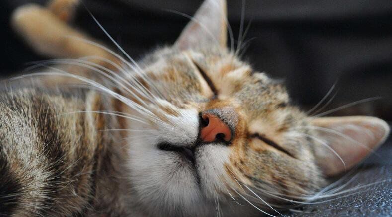 �μ����˸���ʲôԤ�� ��ȥ�������ֻ��˻����Լ�˵��