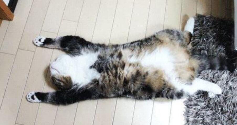 �μ����˸���ʲôԤ�� ��ȥ�������ֻ��˻����Լ�˵��