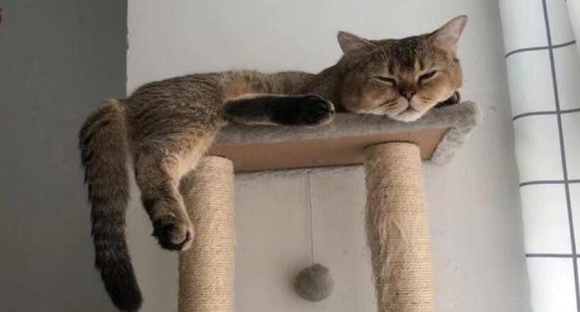 �μ����˸���ʲôԤ�� ��ȥ�������ֻ��˻����Լ�˵��