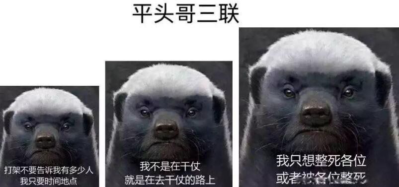 有种动物叫平头哥是什么动物 平头哥蜜獾厉害到什么程度